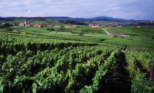 séminaire vignobles Alsace