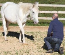 LEADERSHIP - ASSERTIVITE AVEC LES CHEVAUX