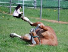 LEADERSHIP - ASSERTIVITE AVEC LES CHEVAUX