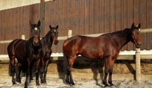 LEADERSHIP - ASSERTIVITE AVEC LES CHEVAUX