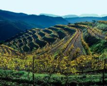 séminaire vignobles Priorat