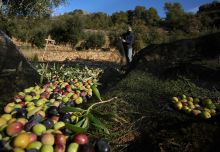 séminaire vignobles Priorat